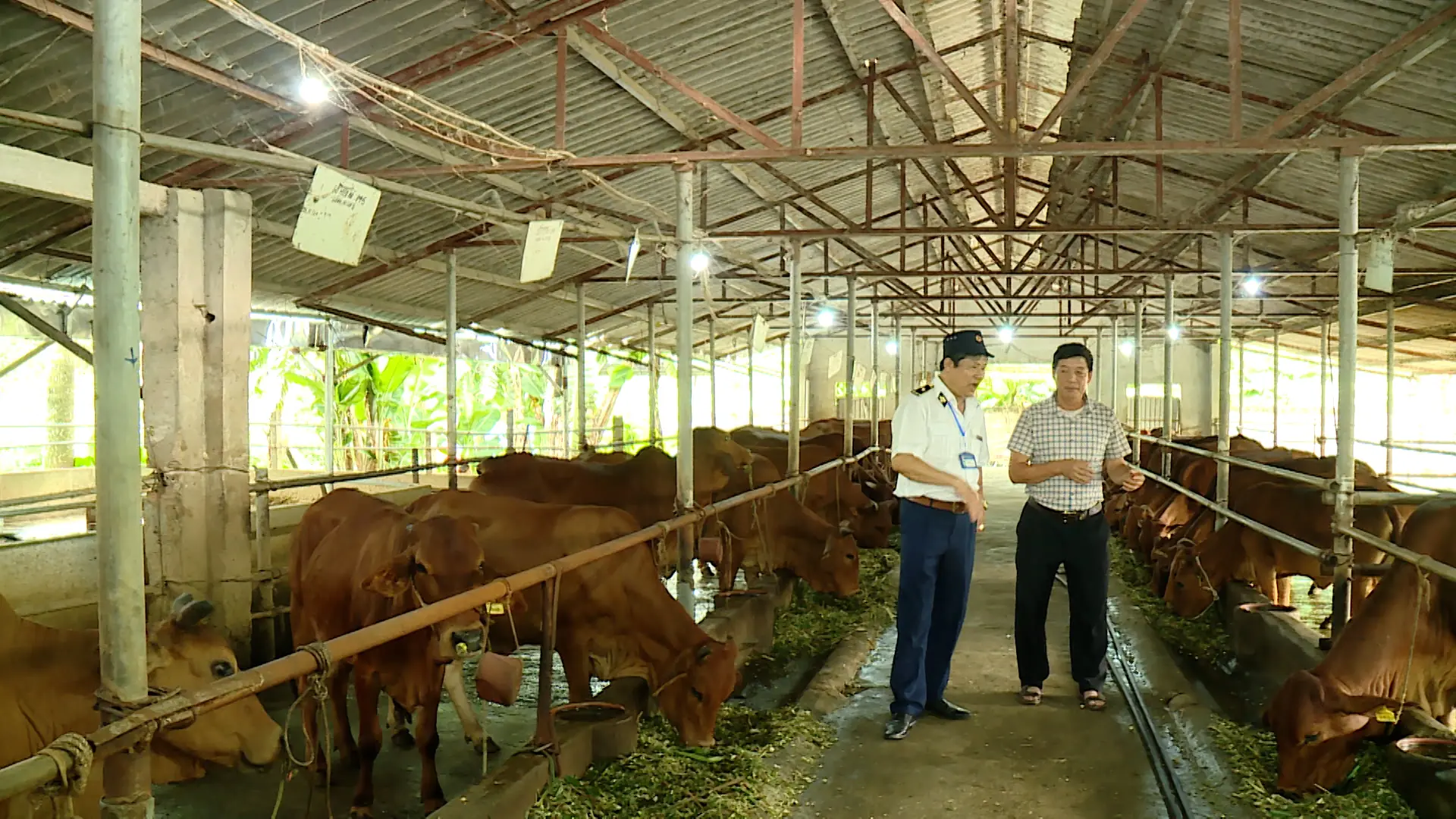 Chăn nuôi giảm phát thải - hướng đi cho tương lai xanh | Chuyển đổi xanh | 09/08/2025